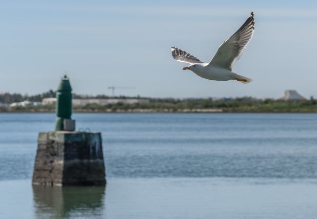 Lägenhet i Ayamonte - Vinos & Vinilos I - Centro Ayamonte Lägenhet i Ayamonte - Vinos & Vinilos I - Centro Ayamonte